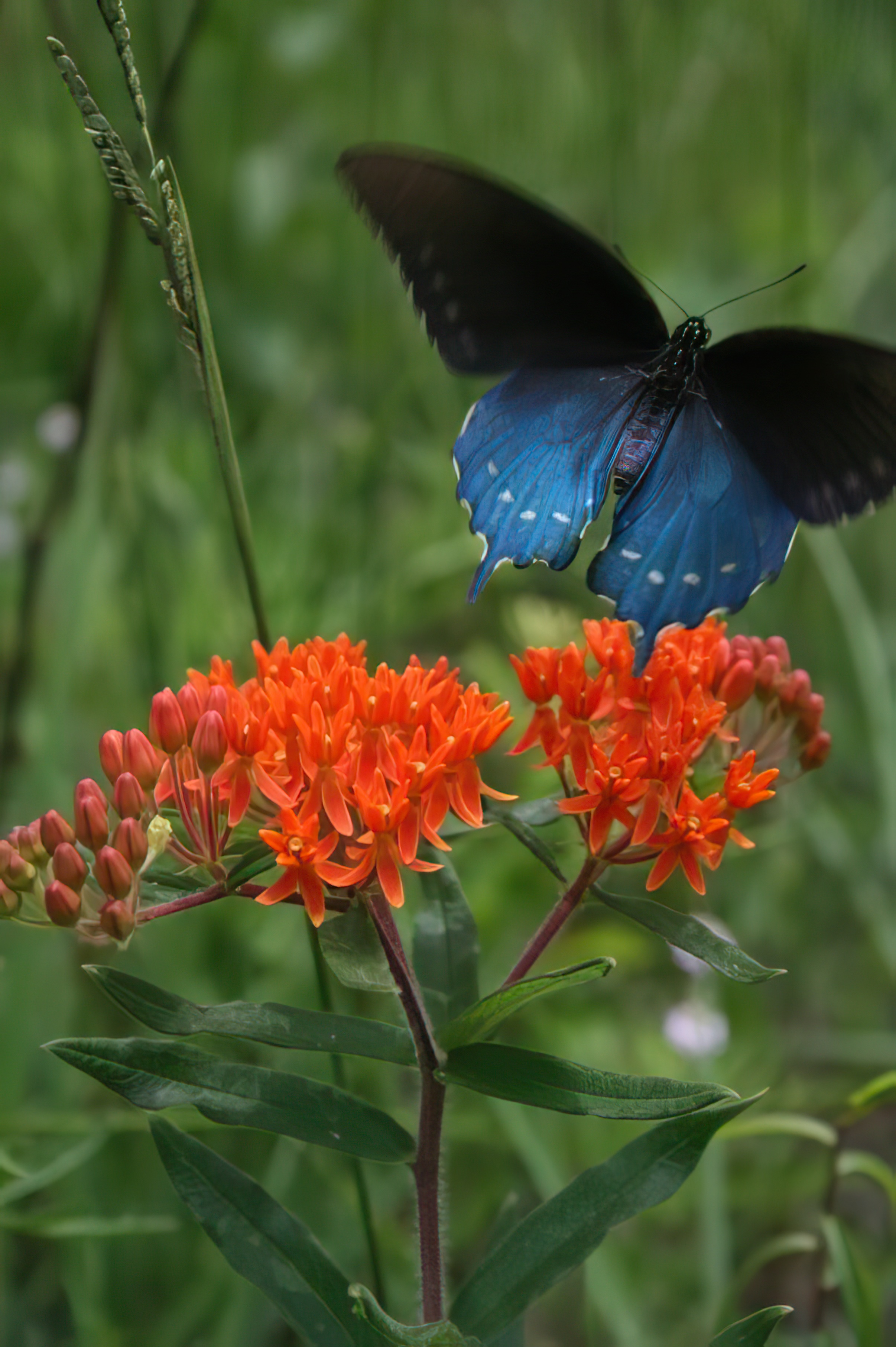 10 Native Louisiana Medicinal Plants for Your Garden 